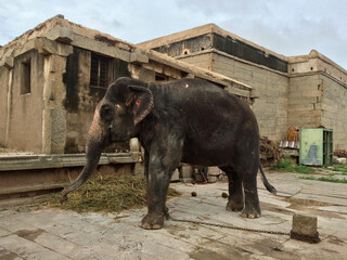 asian temple elephant tied with chain