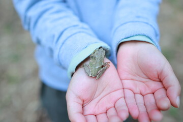 手のひらの上のカエル