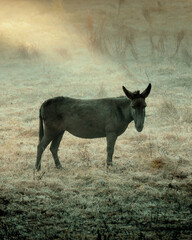 Vertical shallow focus of a donkey outdoors on a gloomy day
