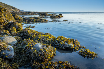 Des roches recouvertes d’algues sont visible à marée basse sur le fleuve Saint-Laurent à la...