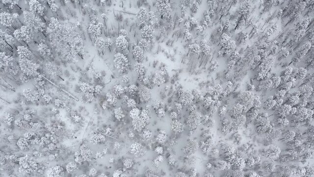 Aerial, top down, drone shot, rising over snowy forest, in the Sangre de Cristo Mountains, on a cloudy, winter day, in Taos, New Mexico, USA