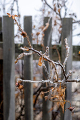 Leaves on the tree are covered with ice. First frosts.