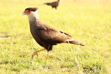 Obraz premium halcon pico rojo,birds