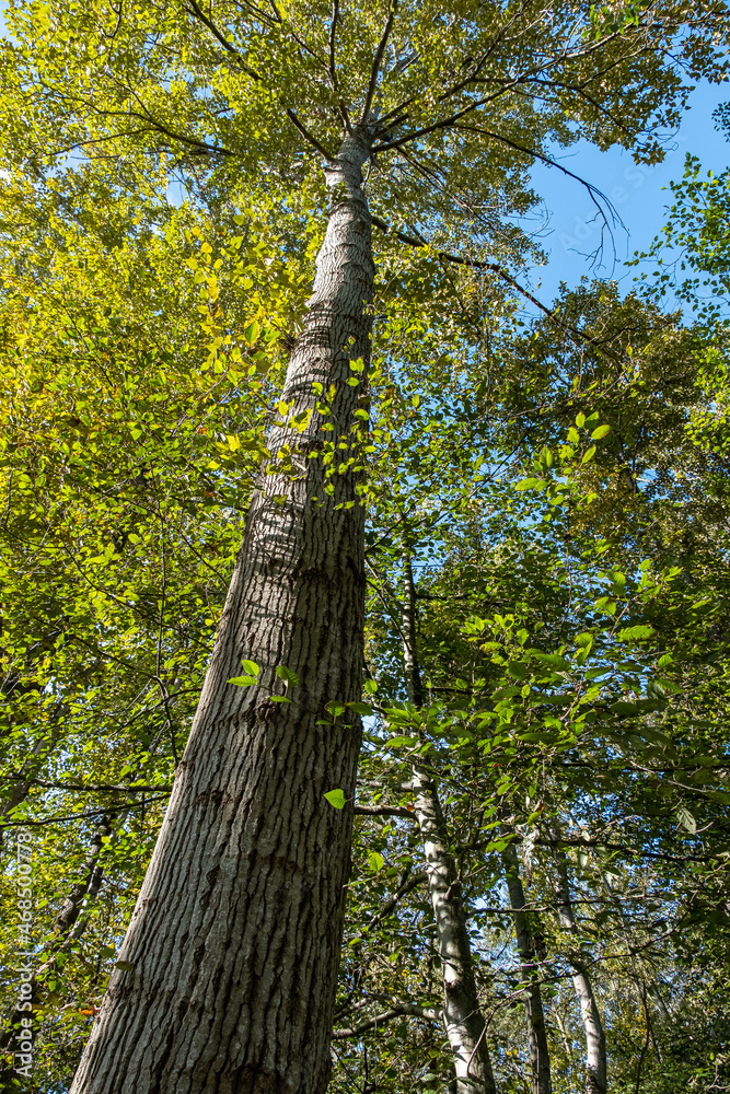 Canvas Prints beautiful tall trees in the forest covered under green foliage on a sunny day under the blue sky