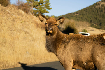 Female elk in Rocky Mountain National Park
