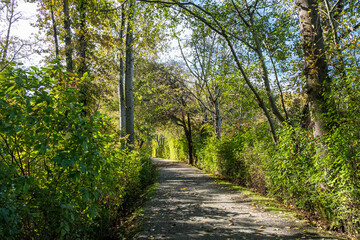Fototapeta premium well paved gravel path in the park covered with fall leaves and tall green trees grew on both sides