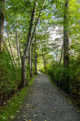 well paved gravel path in the park covered with fall leaves and tall green trees grew on both sides