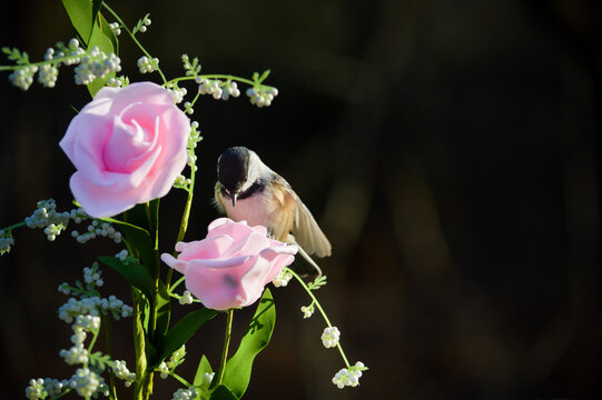 Mésange a tête noire sur une fleur rose