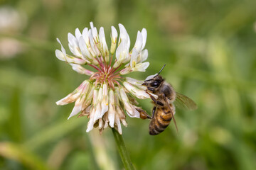 Honey Bee collecting nectar and pollen from a clover flower