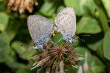 Common Blue Grass Butterflies mating