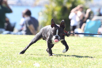 Eager pup at the park