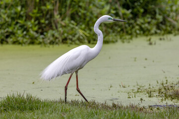 Australian Great Egret  in breeding colours