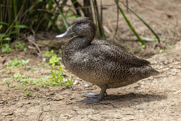 Australian endangered Freckled Duck on ground