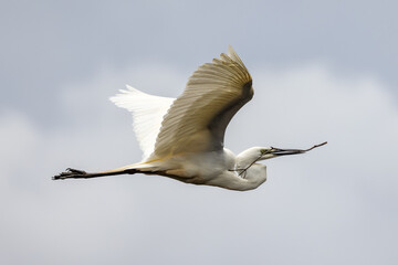 Great Egret carrying nesting material