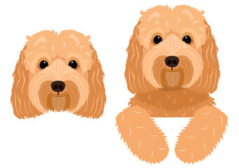 apricot doodle dog head and peeking design © Ayumi Onishi