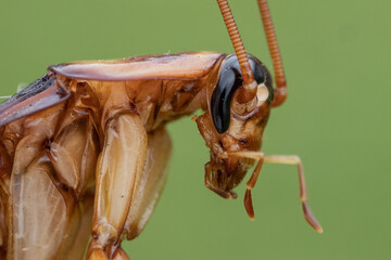 Close up of American Cockroach