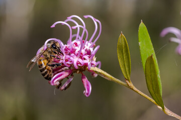 Honey Bee collecting nectar on a Pink Spider Flower
