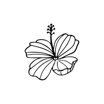 recommend clip art: Hibiscus flower outline. Hibiscus line art vector illustration isolated on white background. Tropical flower silhouette icon, blossom doodle and simple element.