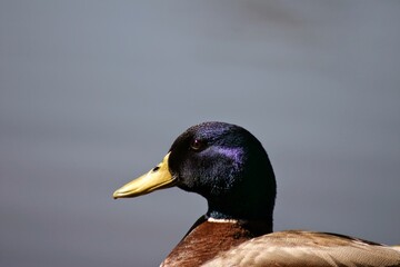 duck on a lake