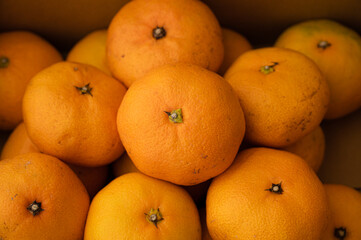 ダンボール蜜柑