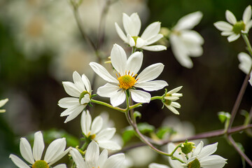 Close up of white flowers with yellow centre 