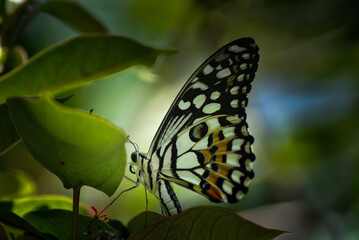 butterfly on a leaf
