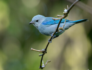 Blue Grey Tanager, brightly colored bird showing the fine feather detail perched on a branch with...