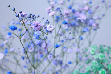 青、紫のかすみ草