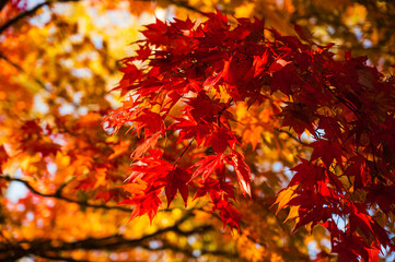 紅葉