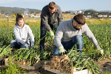 Team of workers harvests green onions on a plantation. High quality photo