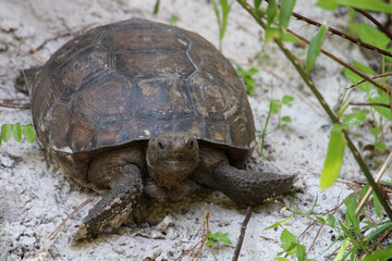 turtle on the ground
