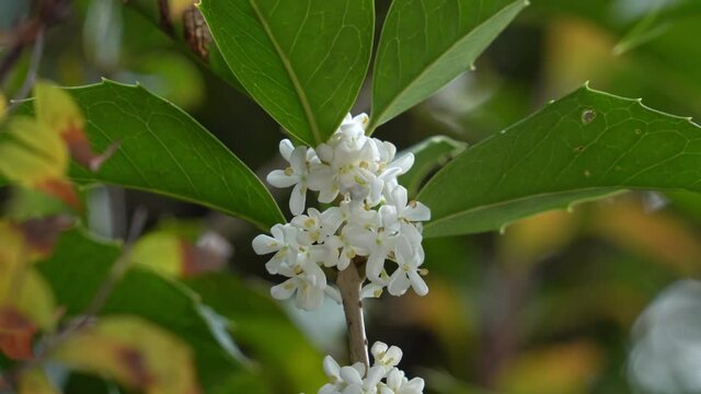 Flowers of holly olive - Osmanthus heterophyllus - are in bloom in Fukuoka city, JAPAN. Without sounds