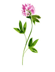 red clover plant, watercolor drawing wild flower, isolated at white background, hand drawn illustration