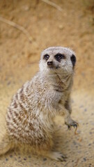 ミーアキャット