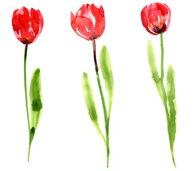 red tulips, watercolor drawing wild flowers, isolated at white background, hand drawn illustration