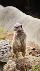 ミーアキャット