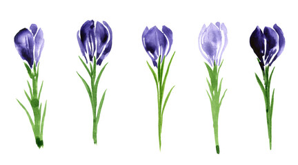 blue crocuses, watercolor drawing wild flowers, isolated at white background, hand drawn illustration