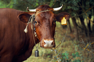 cow in the field countryside nature animal mammal