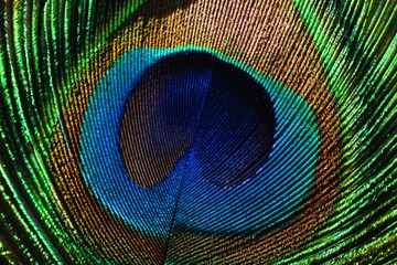 Fototapeta premium peacock feather close up. Peafowl feather background. 