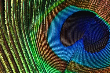 Zelfklevend Fotobehang peacock feather detail. Peafowl feather background. Peacock feather wallpaper. © Jalpa Malam