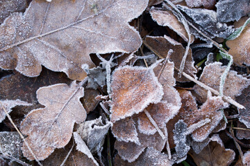 fallen brown leaves covered with hoar frost
