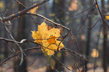 fall yellow maple leaf on twig closeup selective focus