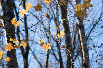 yellow maple leaves on tree selective focus