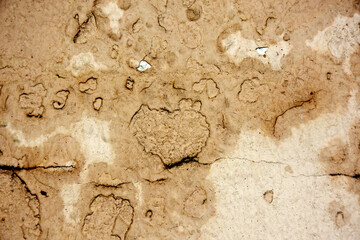 Old concrete walls have cracks in the background.
