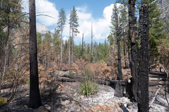 Destroyed and burnt trees in forest on hiking path in Kings Canyon National Park