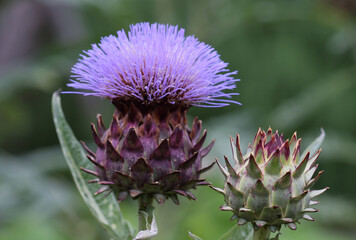 アンティチョーク：アップ