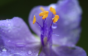 かわいい黄色いめしべの花