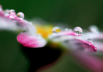 マーガレット・水滴