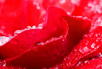 赤いバラと水滴