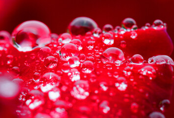 赤いバラと水滴